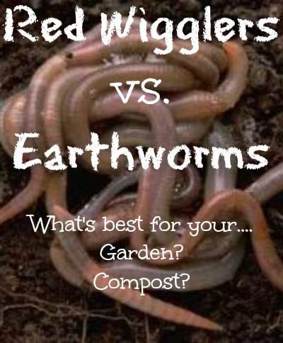 input kyst pelleten Red Wigglers vs Earthworms in Compost - Pint Size Farm